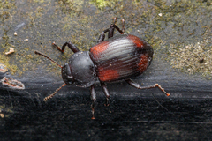 Coleoptera