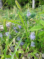 Veronica longifolia
