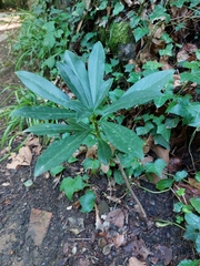 Daphne laureola