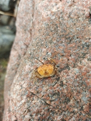 Rhithropanopeus harrisii