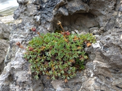 Potentilla nitida