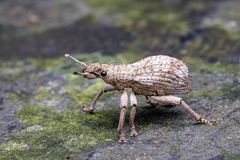 Curculionoidea