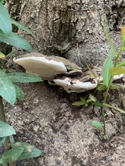 Ganoderma applanatum