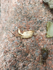 Rhithropanopeus harrisii