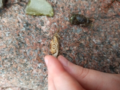 Rhithropanopeus harrisii