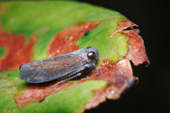 Cicadellidae