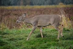 Odocoileus virginianus leucurus