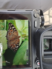 Junonia lemonias