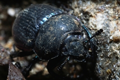 Phelotrupes auratus
