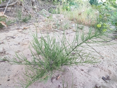 Equisetum