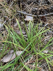 Carex ericetorum