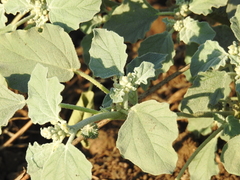 Chrozophora tinctoria