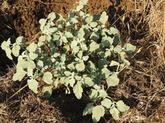 Chrozophora tinctoria