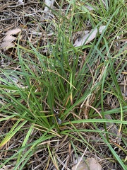 Carex ericetorum
