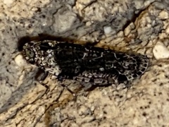 Catonia nava