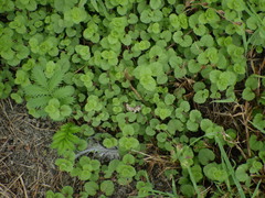 Veronica filiformis