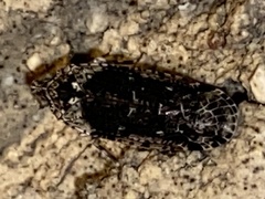 Catonia nava