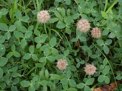 Trifolium fragiferum