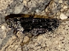 Catonia nava