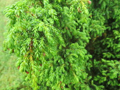 Juniperus brevifolia