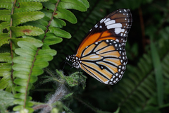 Danaus genutia