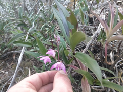Dendrobium kingianum