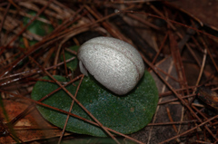 Corybas barbarae