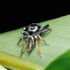 Thiania