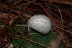 Corybas barbarae