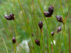 Oreojuncus trifidus