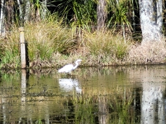 Ardea alba modesta