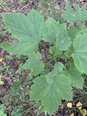 Ribes spicatum hispidulum