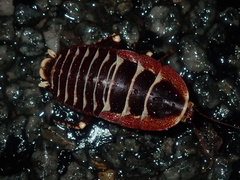 Polyzosteria pulchra