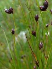 Oreojuncus trifidus