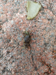 Rhithropanopeus harrisii