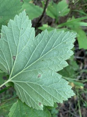 Ribes spicatum hispidulum