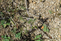 Leysera gnaphalodes