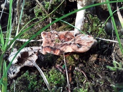 Phaeolus schweinitzii