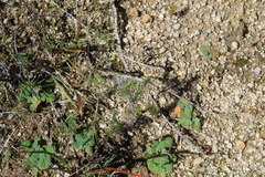 Leysera gnaphalodes
