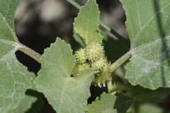 Xanthium