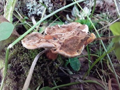 Phaeolus schweinitzii