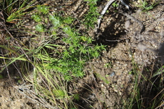 Cliffortia ruscifolia