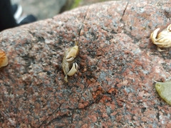 Rhithropanopeus harrisii