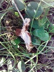 Phaeolus schweinitzii