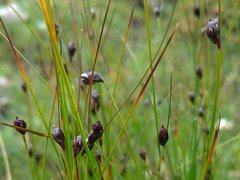Oreojuncus trifidus