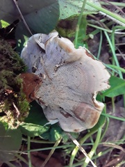 Phaeolus schweinitzii