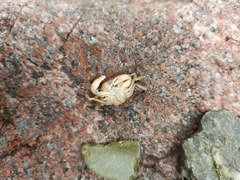 Rhithropanopeus harrisii