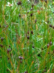 Oreojuncus trifidus