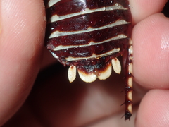 Polyzosteria pulchra