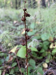 Pyrola rotundifolia